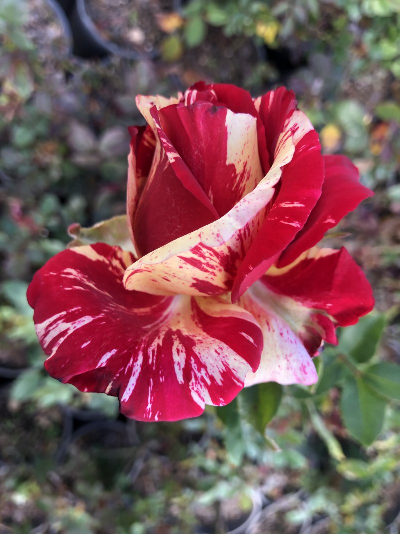 Brindabella Roses ONLINE roses Mail Order